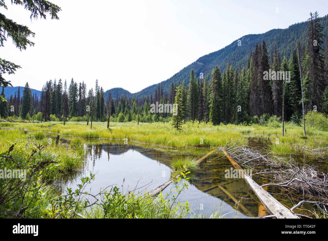 Beaver Pond zone umide in E.C. Manning Provincial Park Foto Stock