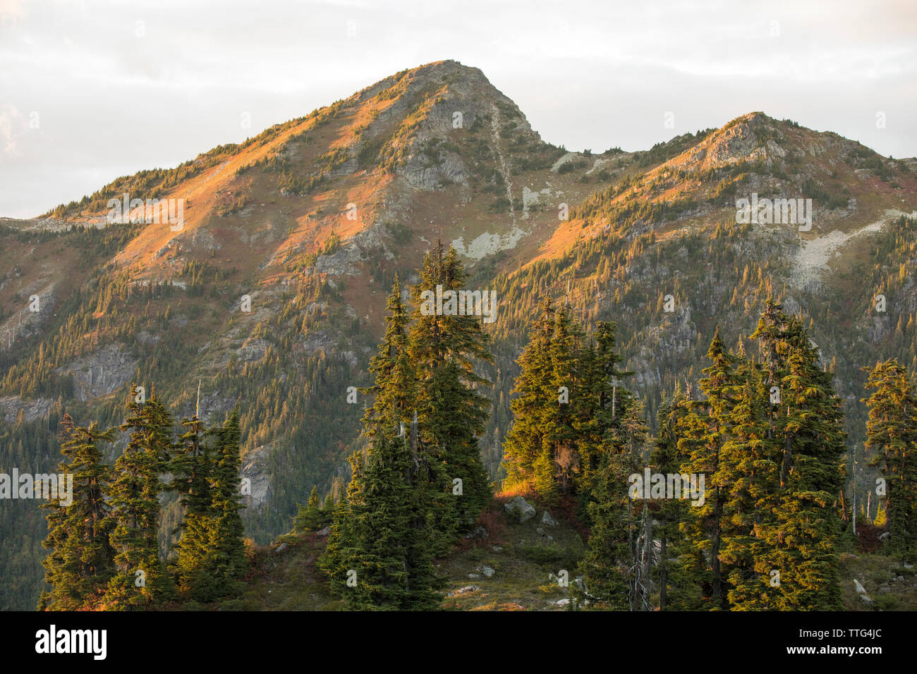 Alpenglow illumina il fogliame di autunno sul versante di una montagna, B.C. Foto Stock