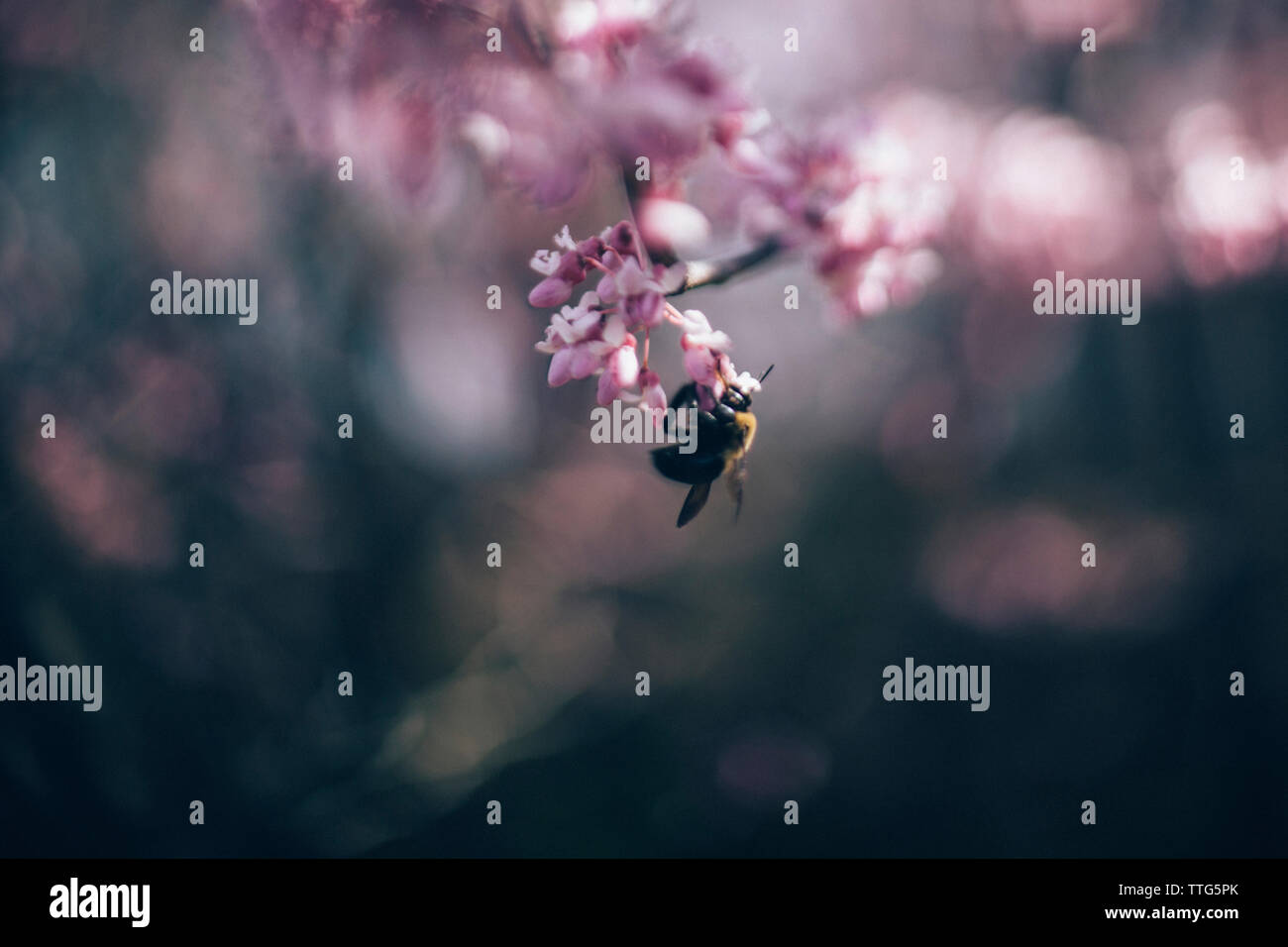 Close-up di miele delle api impollinare i fiori sul Foto Stock Close-up di miele delle api impollinare i fiori sul Foto Stock