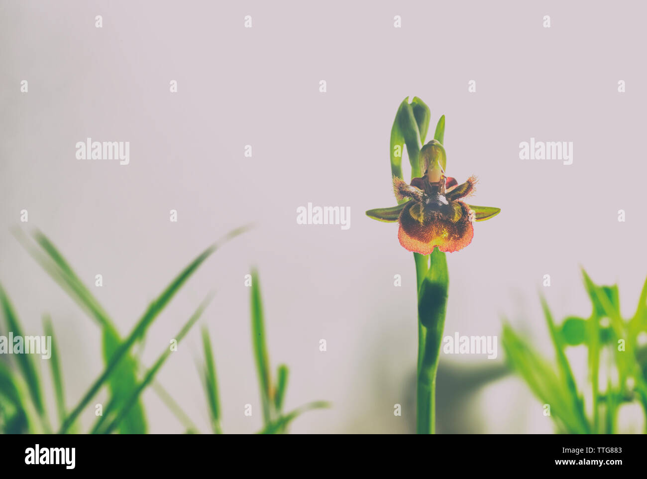 Ophrys speculum o specchio orchid Foto Stock