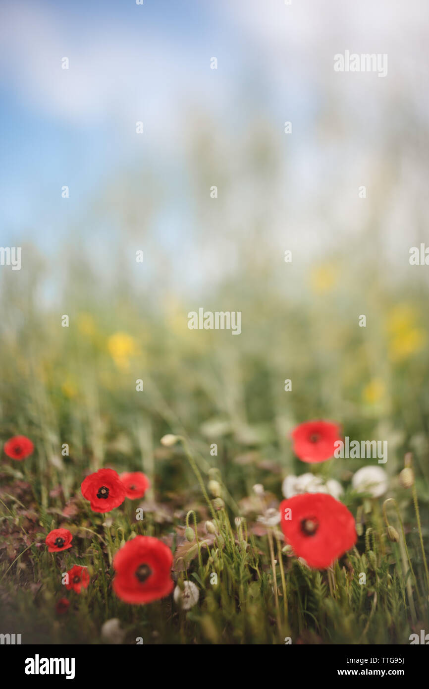 Papaveri rossi in un campo di fiori selvatici sotto un cielo blu Foto Stock