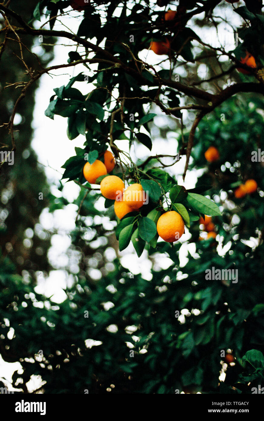 Arance crescere su un albero Foto Stock