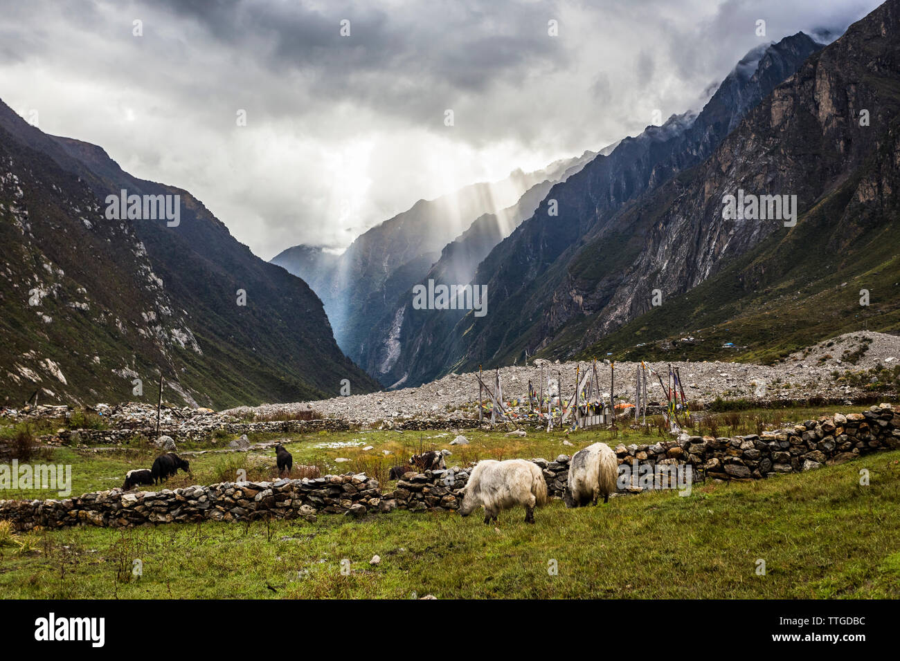 Yak e le mucche pascolano in una valle di montagna Foto Stock