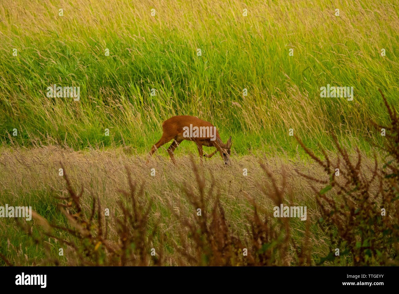 Capriolo in Dornoch Firth Sutherland Scotland Regno Unito Foto Stock