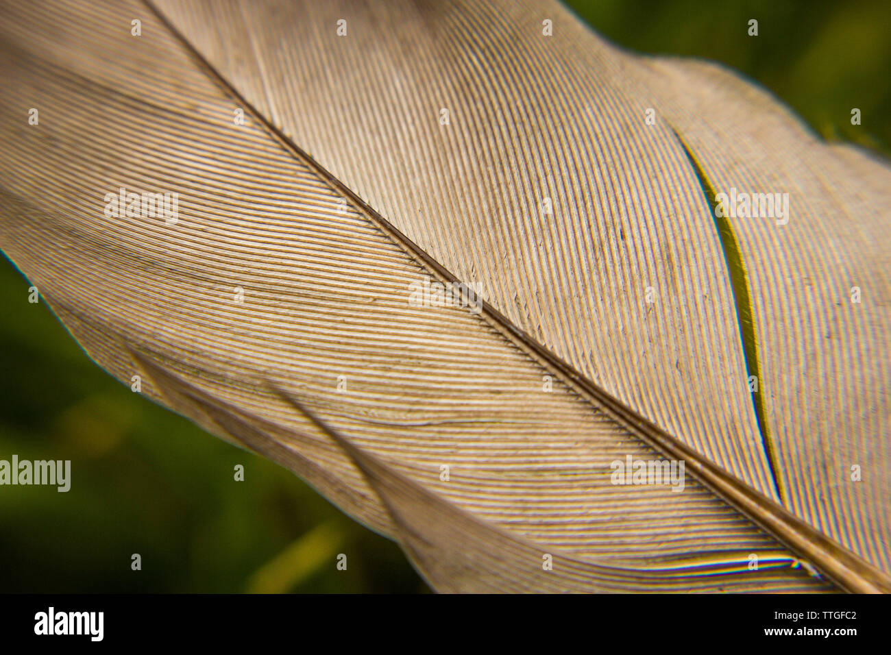 Dettaglio di un uccello giù Foto Stock