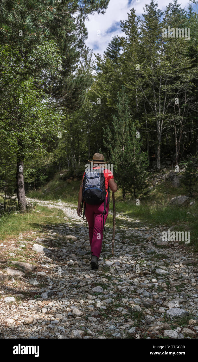 Vista posteriore di un escursionista femmina con zaino camminando sul sentiero in mezzo di alberi in foresta Foto Stock