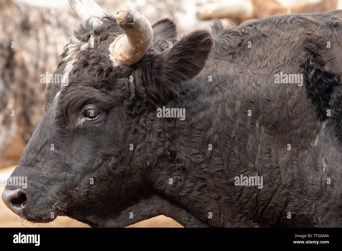 Un toro nero guarda fuori in un western rodeo Foto Stock