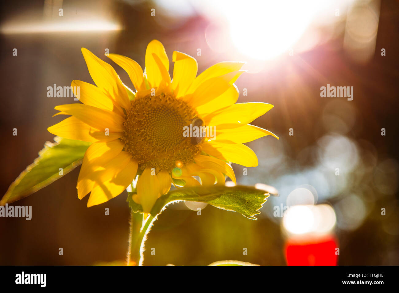 Close-up di miele delle api alimentando il girasole Foto Stock