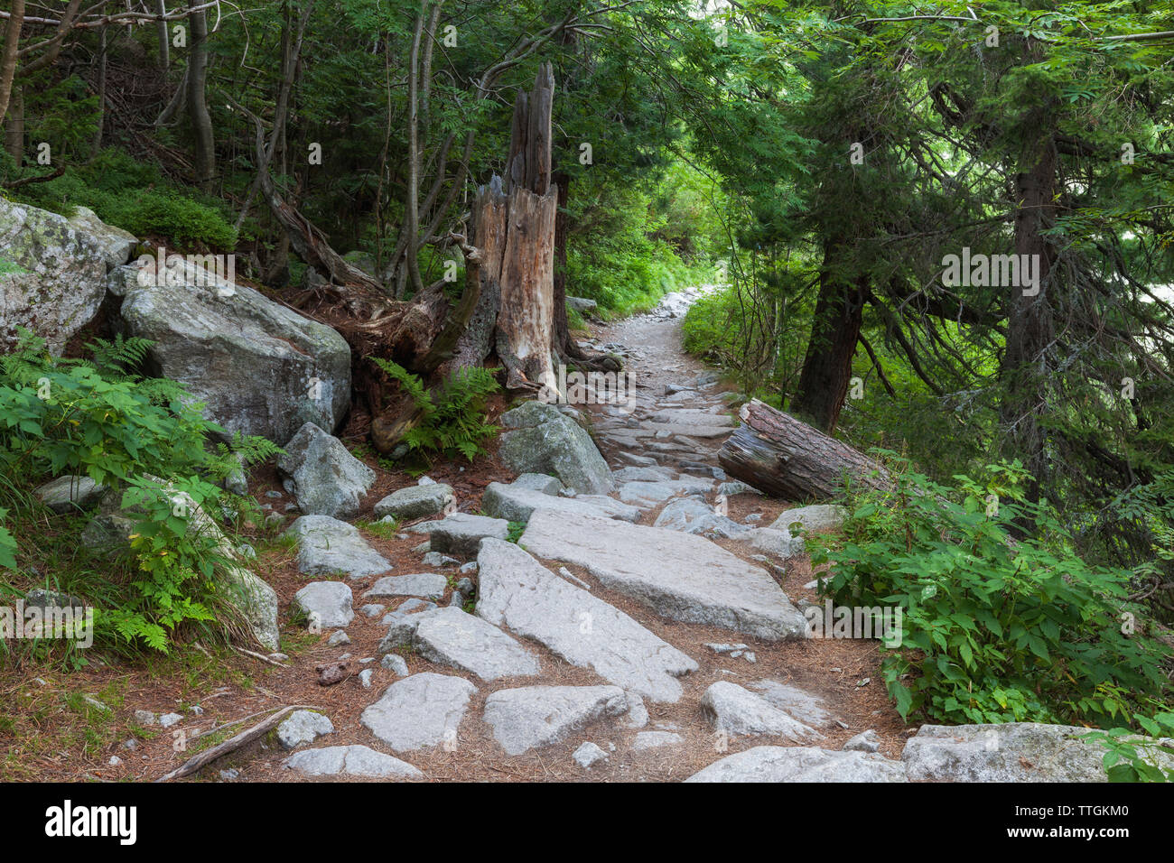 Rocce sul campo nel mezzo di alberi che crescono al parco nazionale dei Alti Tatra Foto Stock