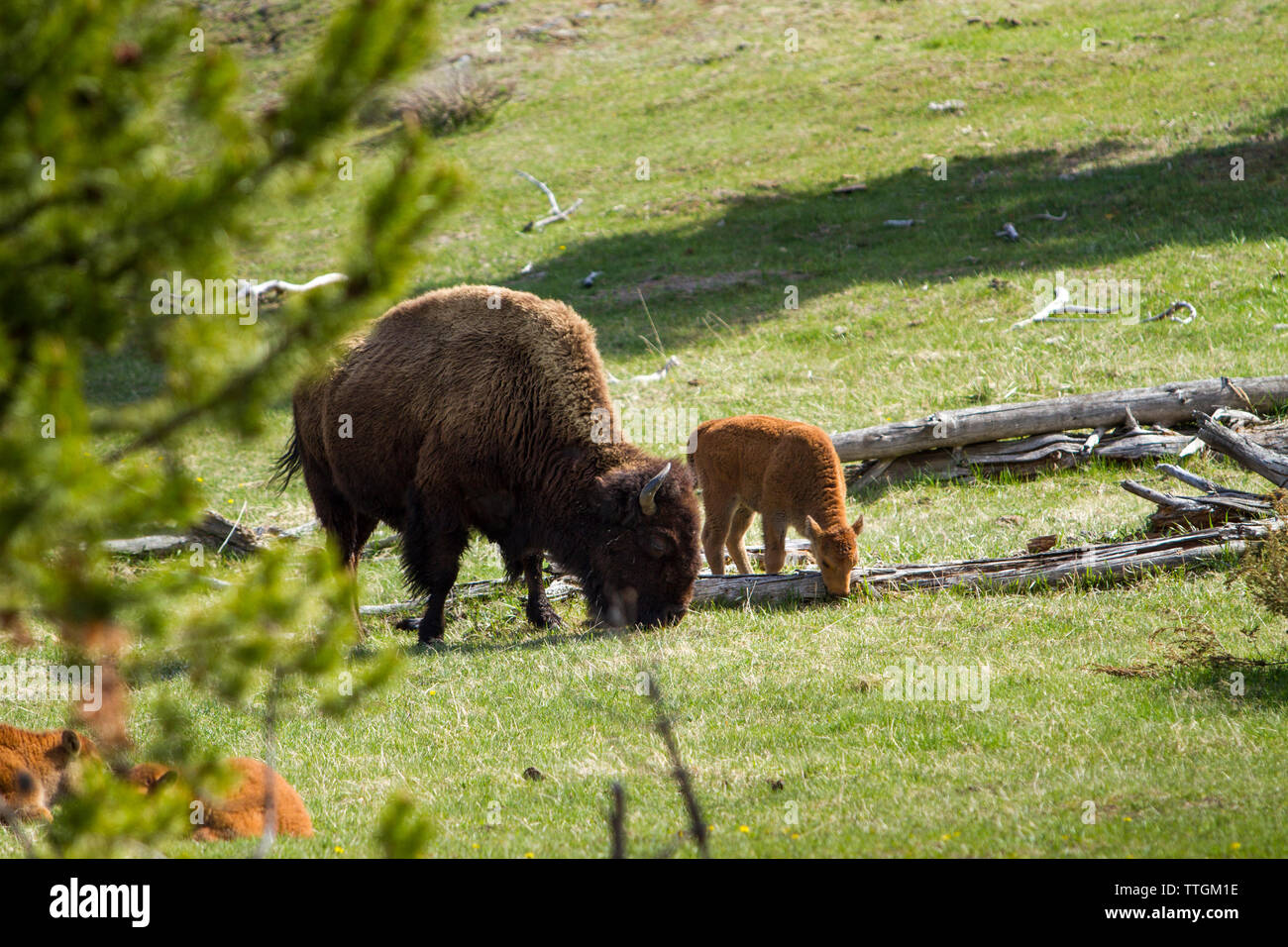 Bisonti americani pascolo di famiglia in campo al Parco Nazionale di Yellowstone Foto Stock