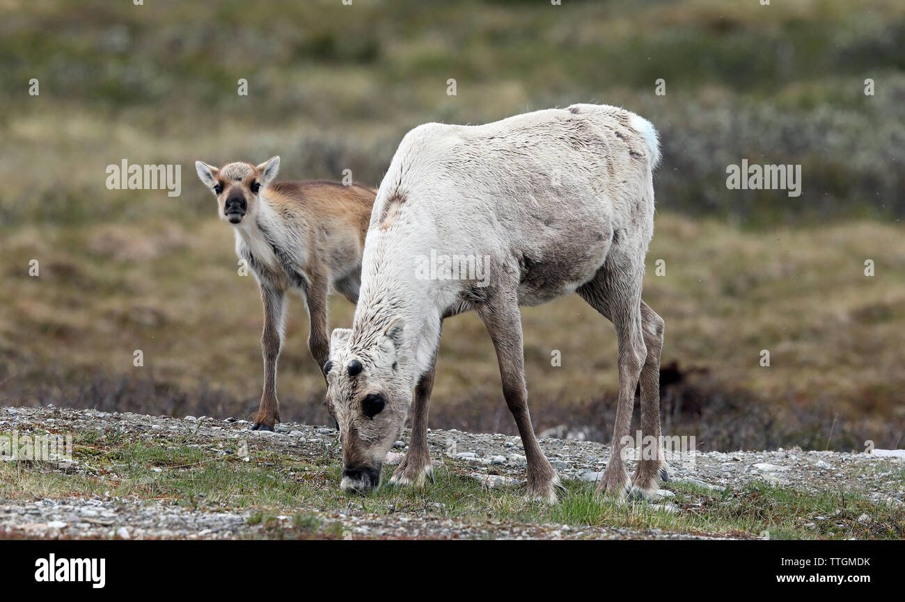 Renne vitello e madre sulla tundra svedese, estate Foto Stock