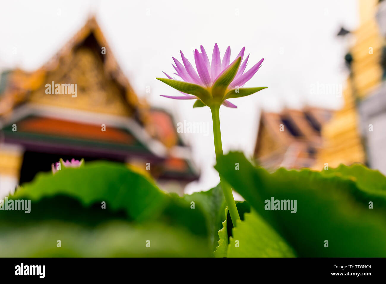 Nymphaea al di fuori di un tempio al Grand Palace a Bangkok, in Thailandia. Foto Stock