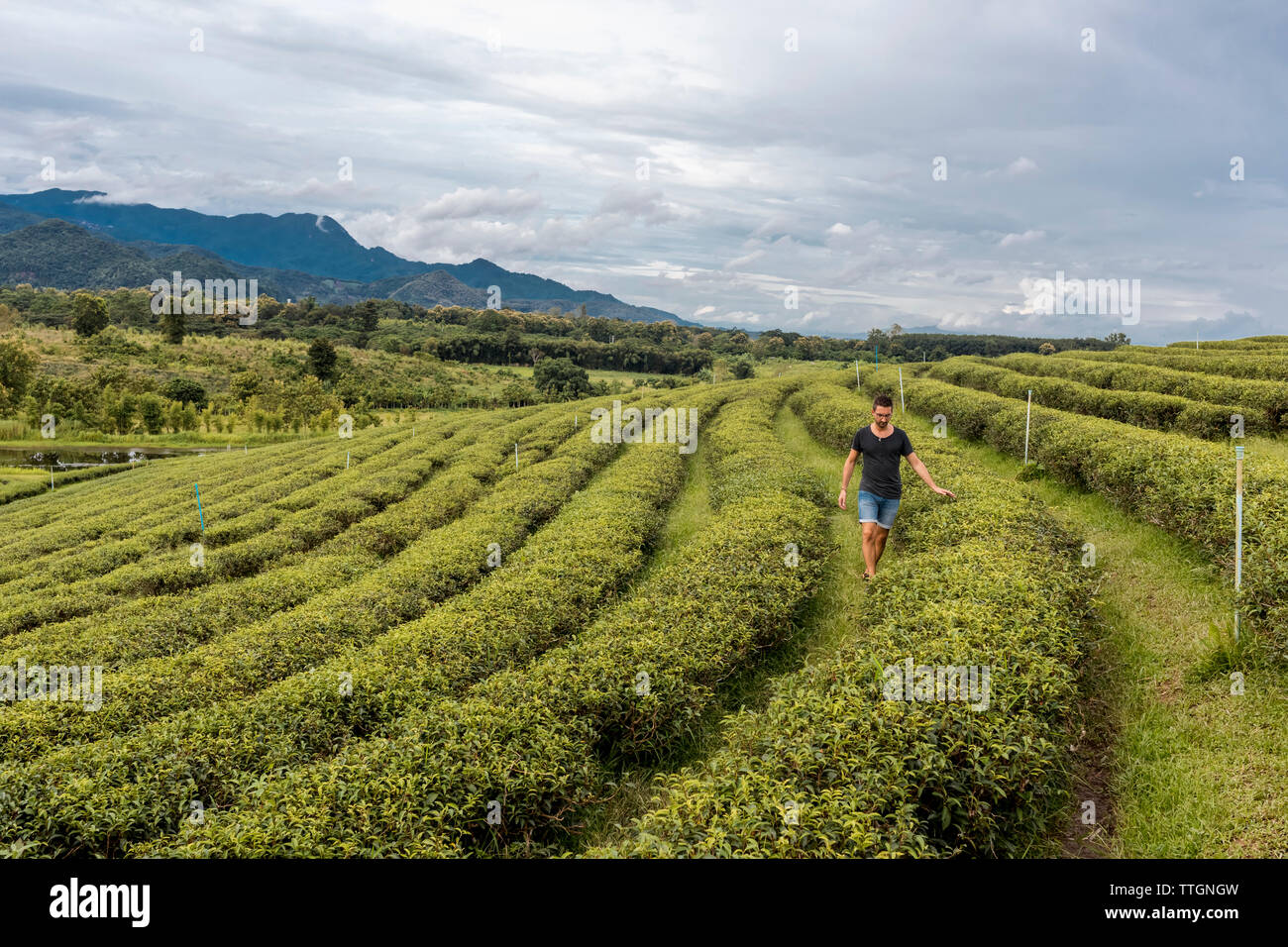 Uomo che guarda il panorama di una delle colture di tè in una fattoria in Chiang Rai, Thailandia. Foto Stock