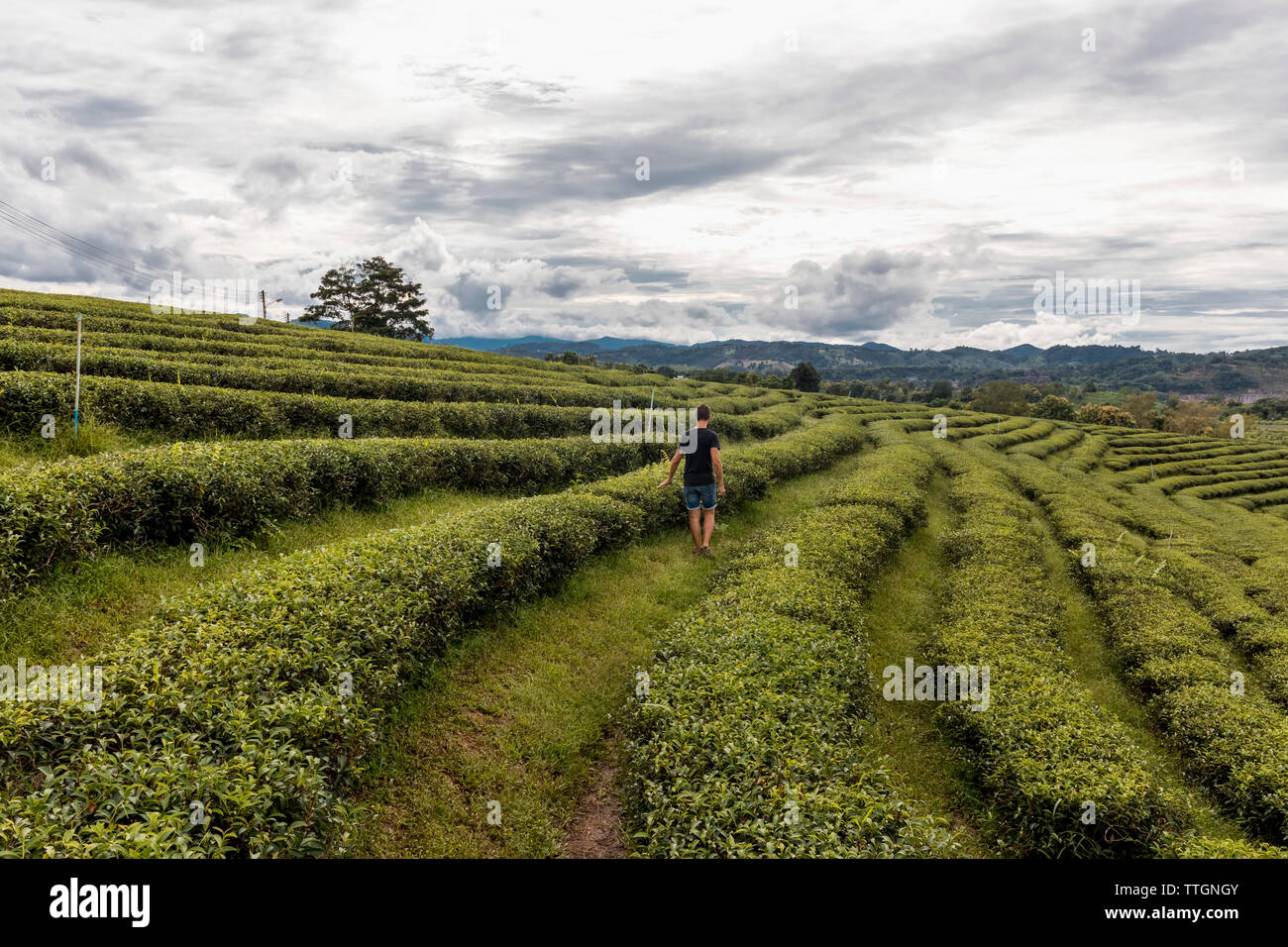 Uomo che guarda il panorama di una delle colture di tè in una fattoria in Chiang Rai, Thailandia. Foto Stock