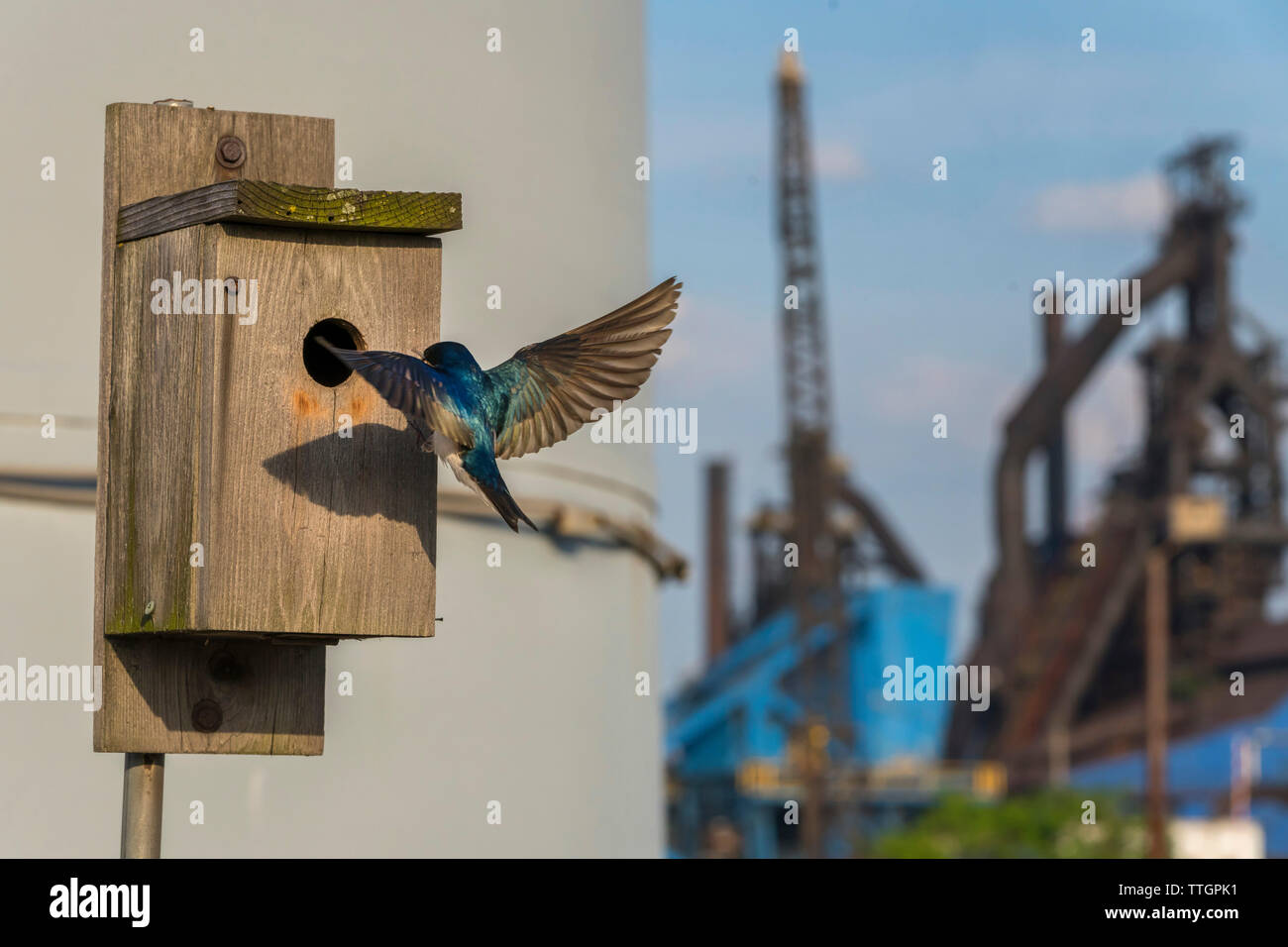 Indicatore di inquinamento ,Tree rondini alla loro casella di nesting, Rouge River Foto Stock