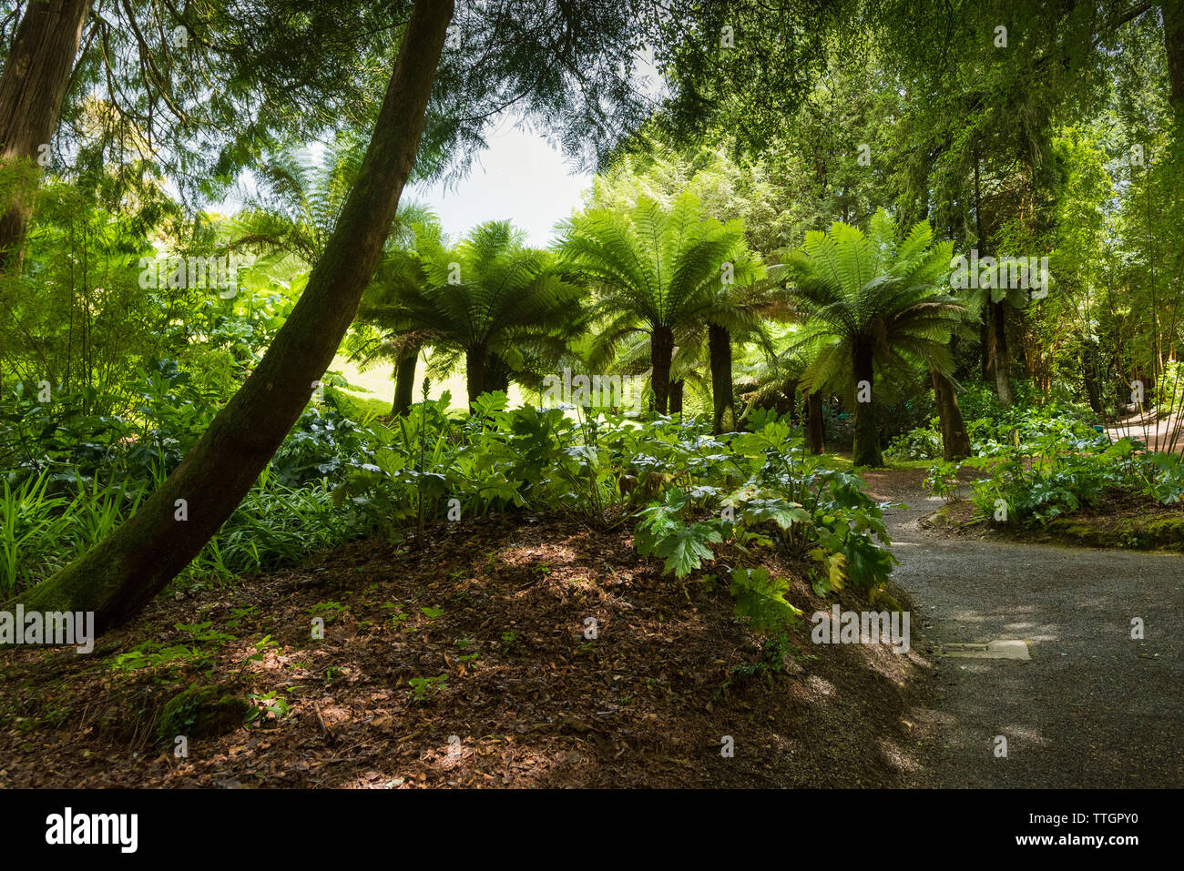 Il sub-tropicale giardino Trebah in Cornovaglia. Foto Stock