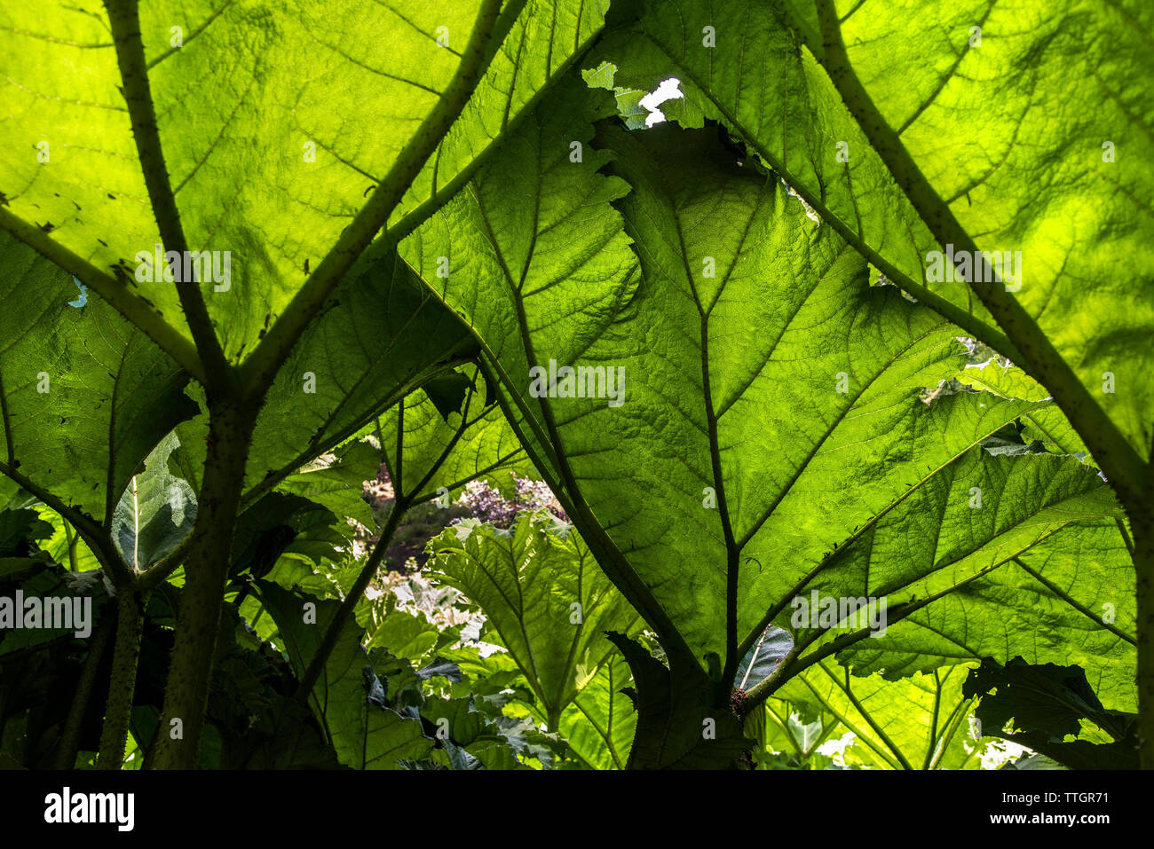 Gunnera manicata cresce in giardino Trebah in Cornovaglia. Foto Stock