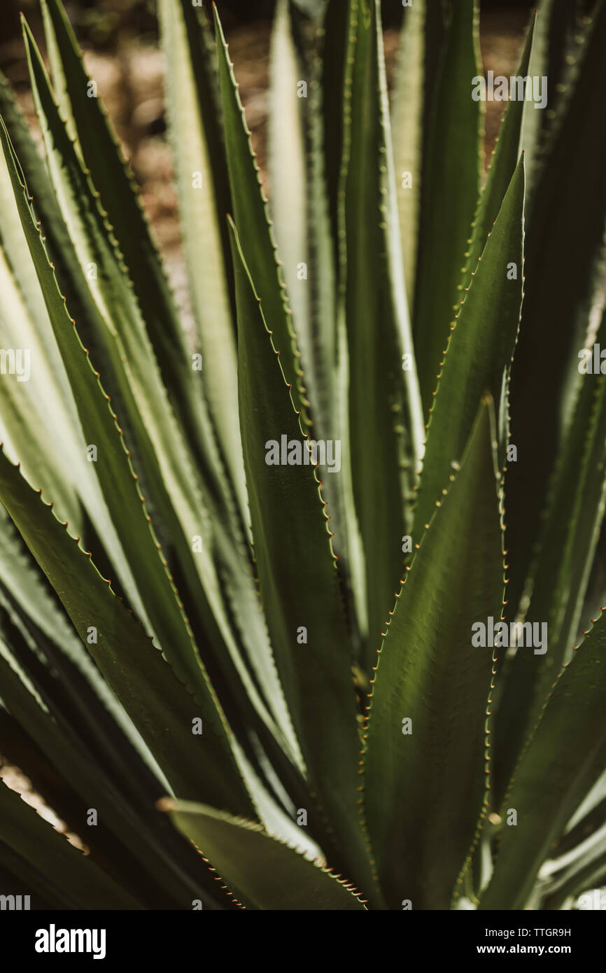 Espadin cactus da vicino i dettagli di picchi e di foglie verdi Foto Stock