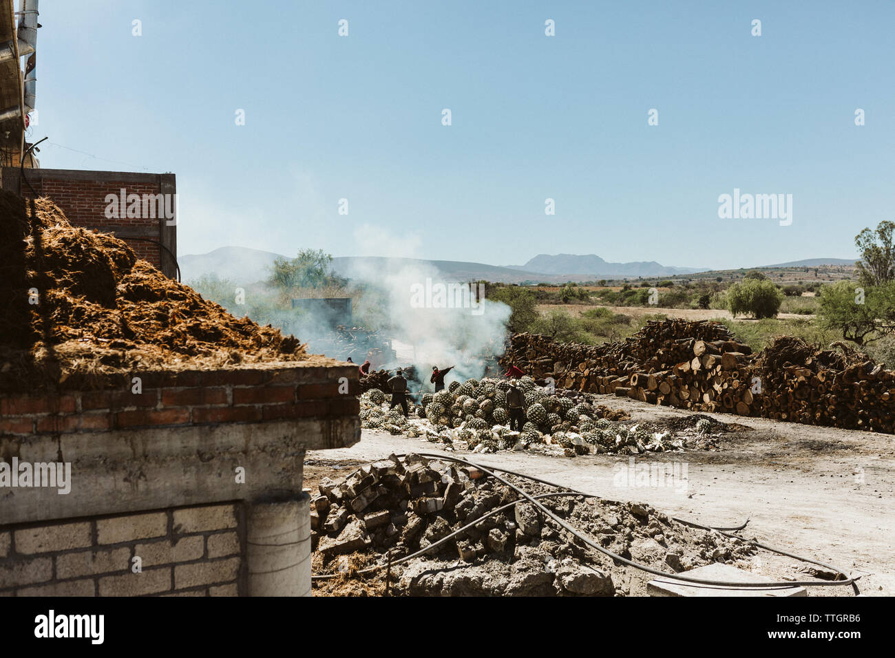 Lavoratori masterizzare espadin agave nella campagna di Oaxaca rendendo mezcal Foto Stock