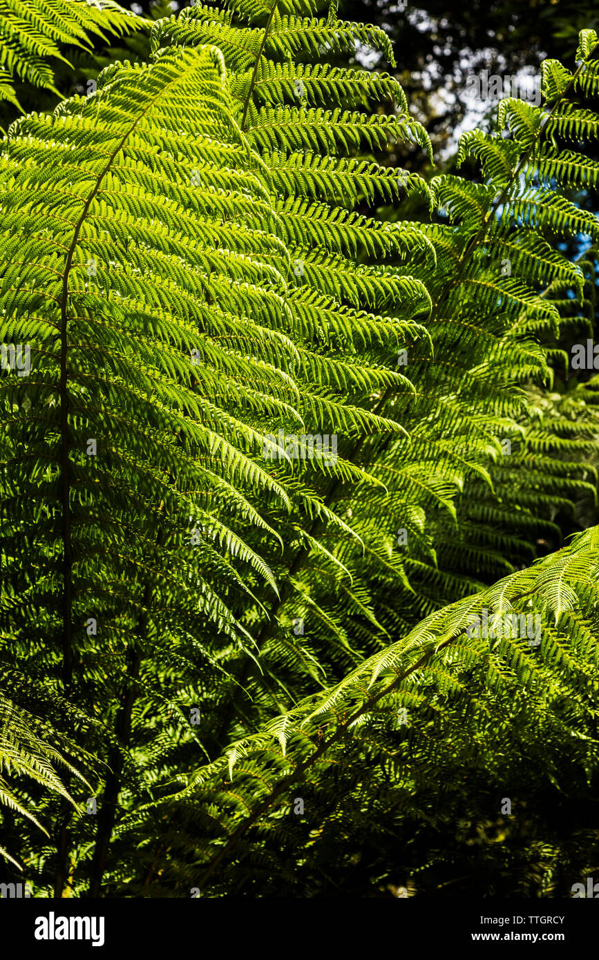 Dicksonia antarctica cresce in giardino Trebah in Cornovaglia. Foto Stock