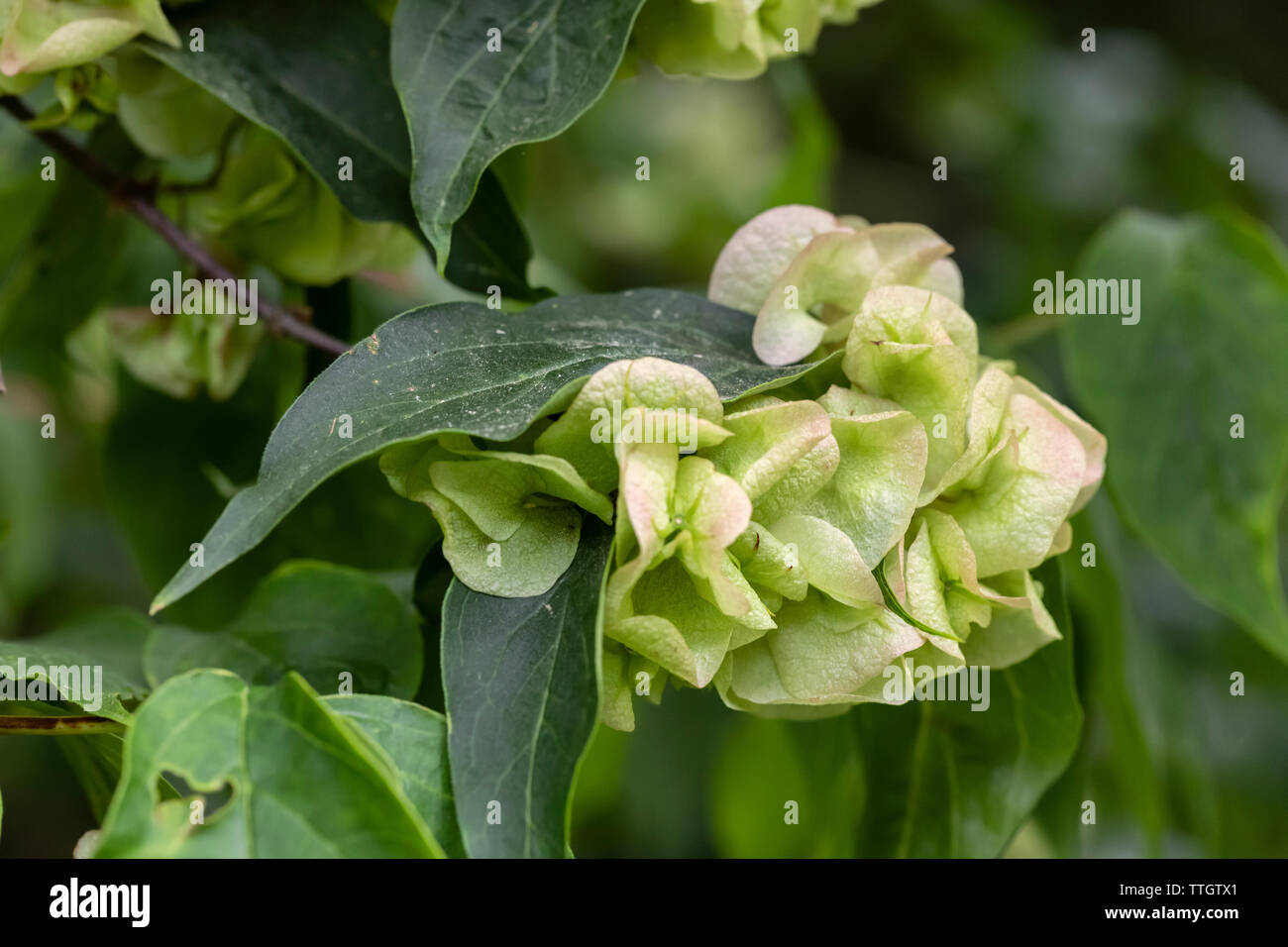 Primo piano che mostra che i fiori di Dipelta Floribunda sono seguiti da interessante quattro alato seme di papery caso, Inghilterra, Regno Unito Foto Stock