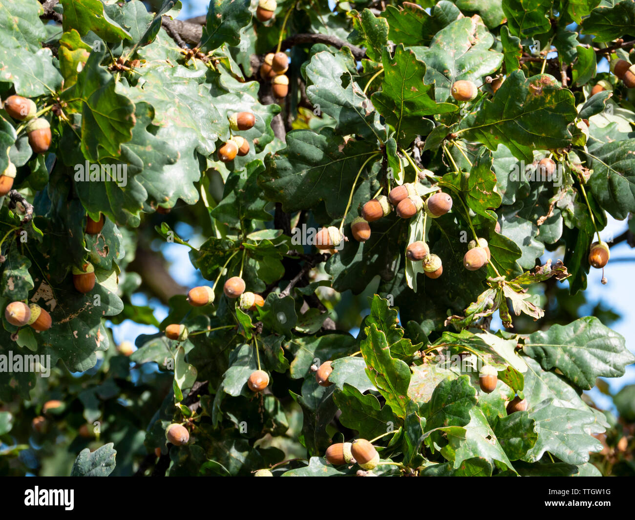 Parco naturale de los alcornocales fresco su albero di quercia Foto Stock