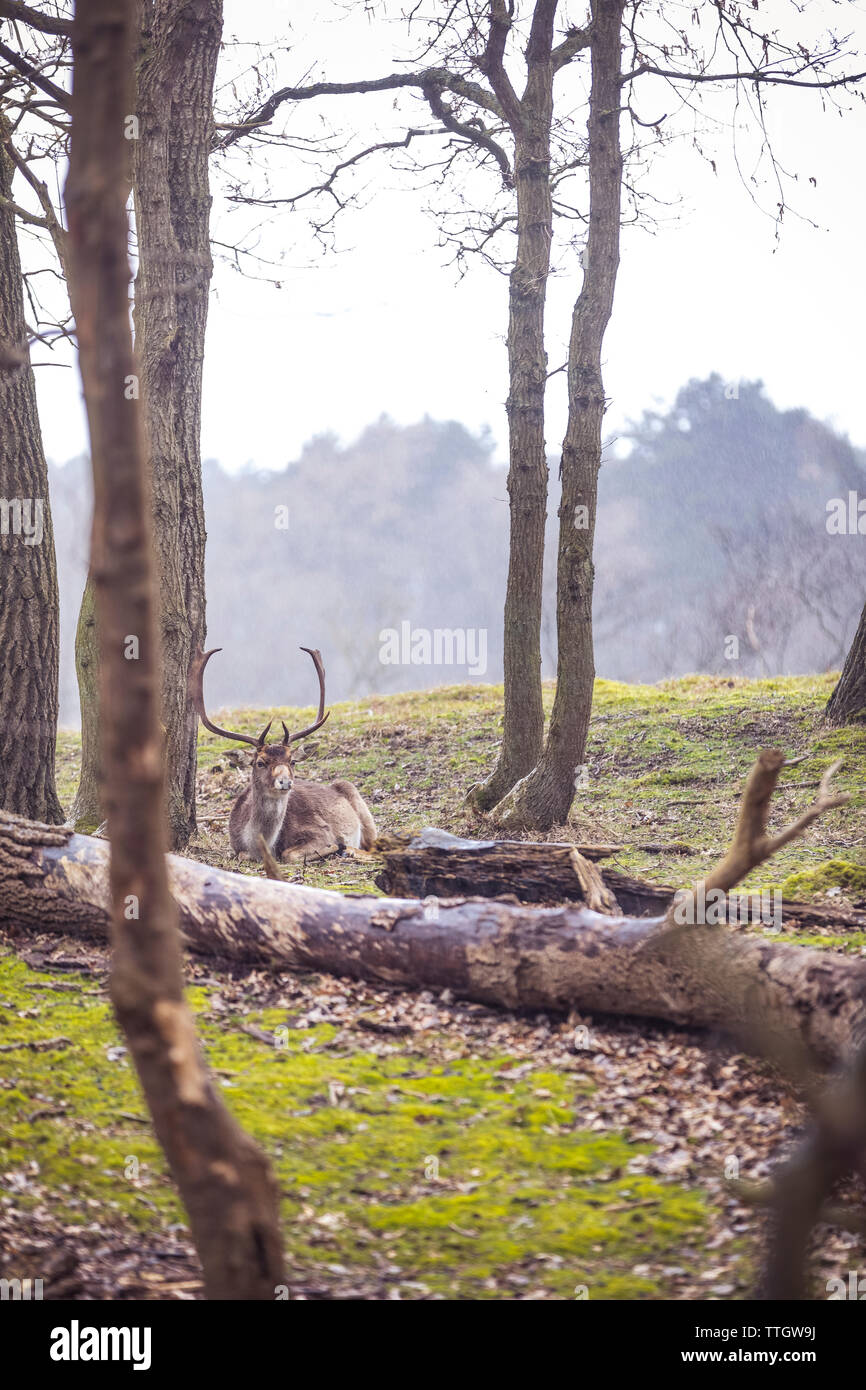 Il daino seduto sotto gli alberi nella foresta durante il giorno di pioggia. Foto Stock