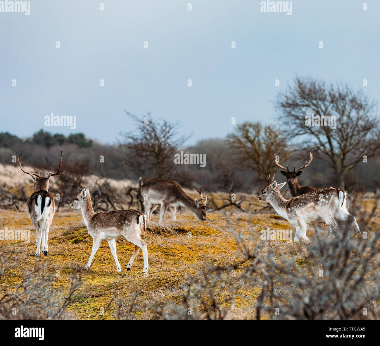 Pascolo di mandrie daini sul disboscamento nella giornata di primavera. Foto Stock