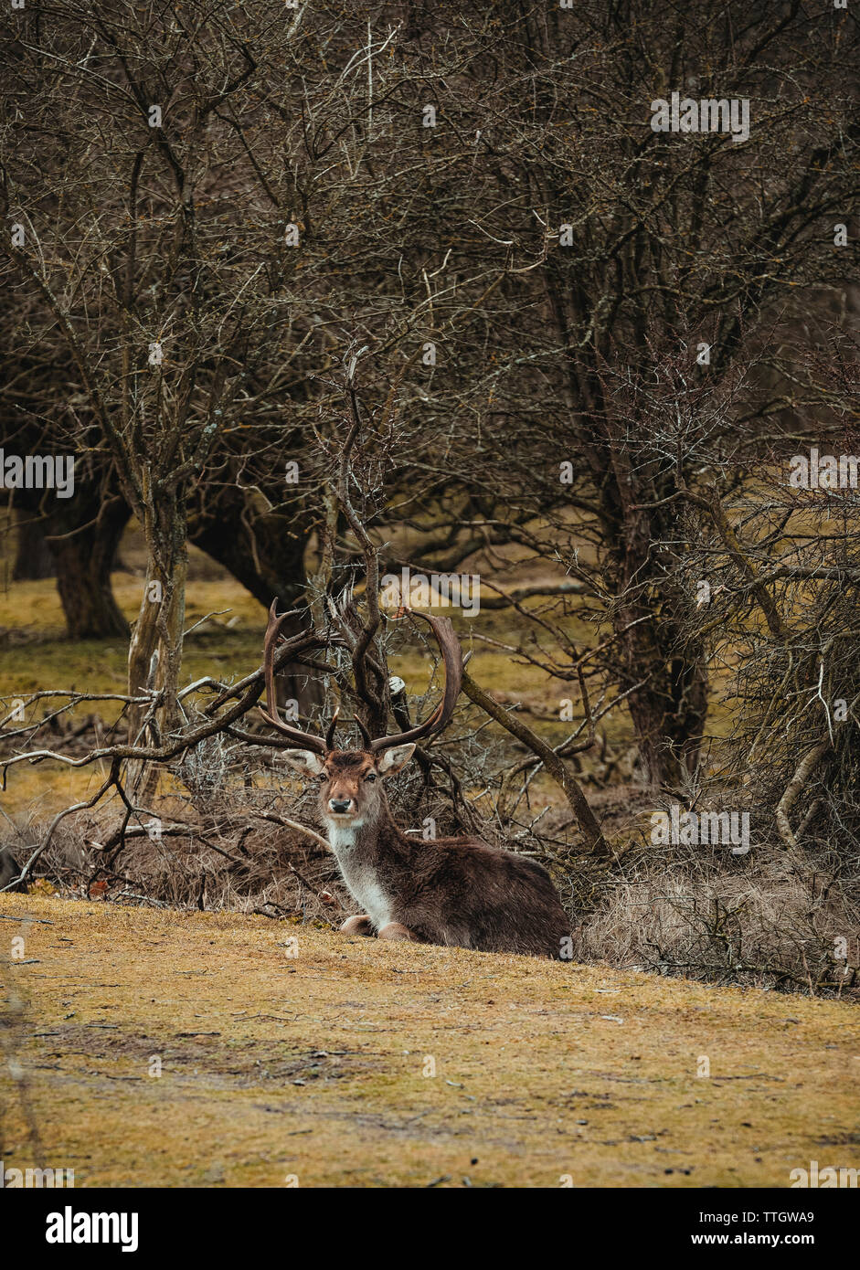 Daini è seduta in rami sotto albero nella giornata di primavera. Foto Stock