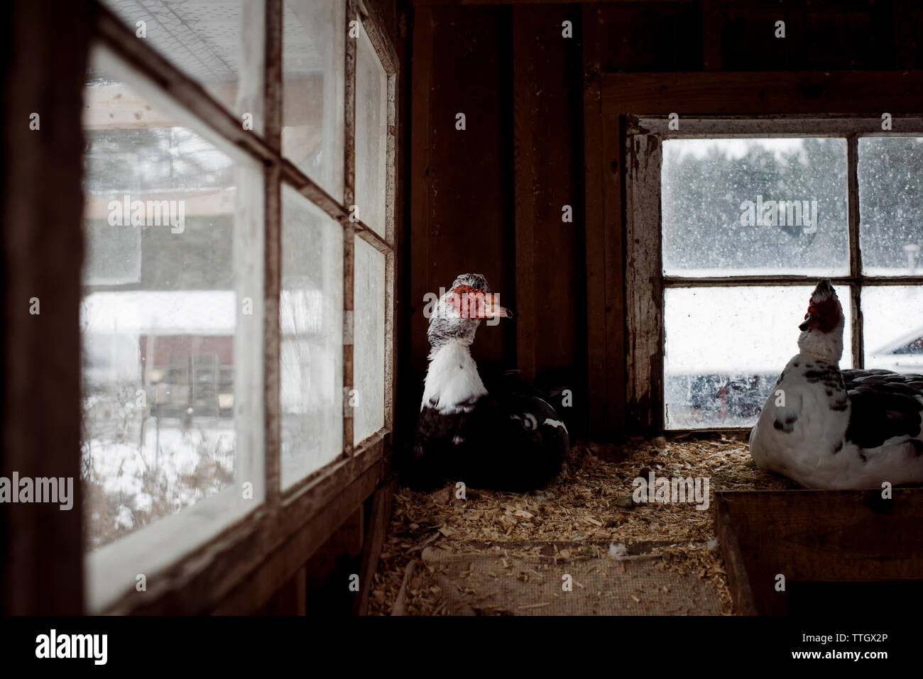 Due la Turchia è seduta in un fienile con neve fuori in un freddo giorno Foto Stock