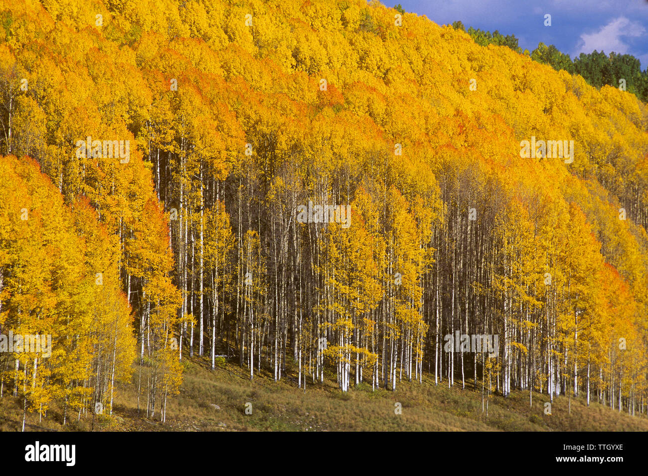 Vista panoramica del tremore aspens (Populus tremuloides) al forest durante l'autunno Foto Stock