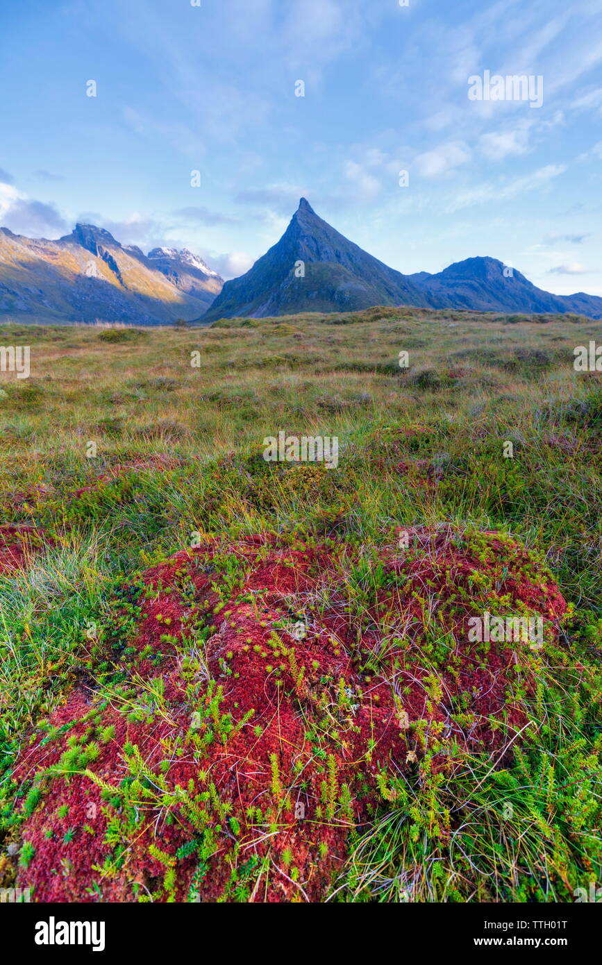 Colori autunnali nei campi intorno al monte Volanstinden, Norvegia Foto Stock