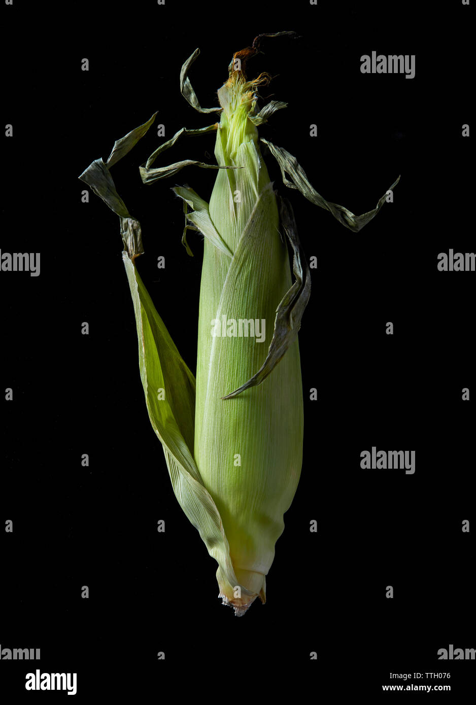 Spiga del granoturco su nero Foto Stock