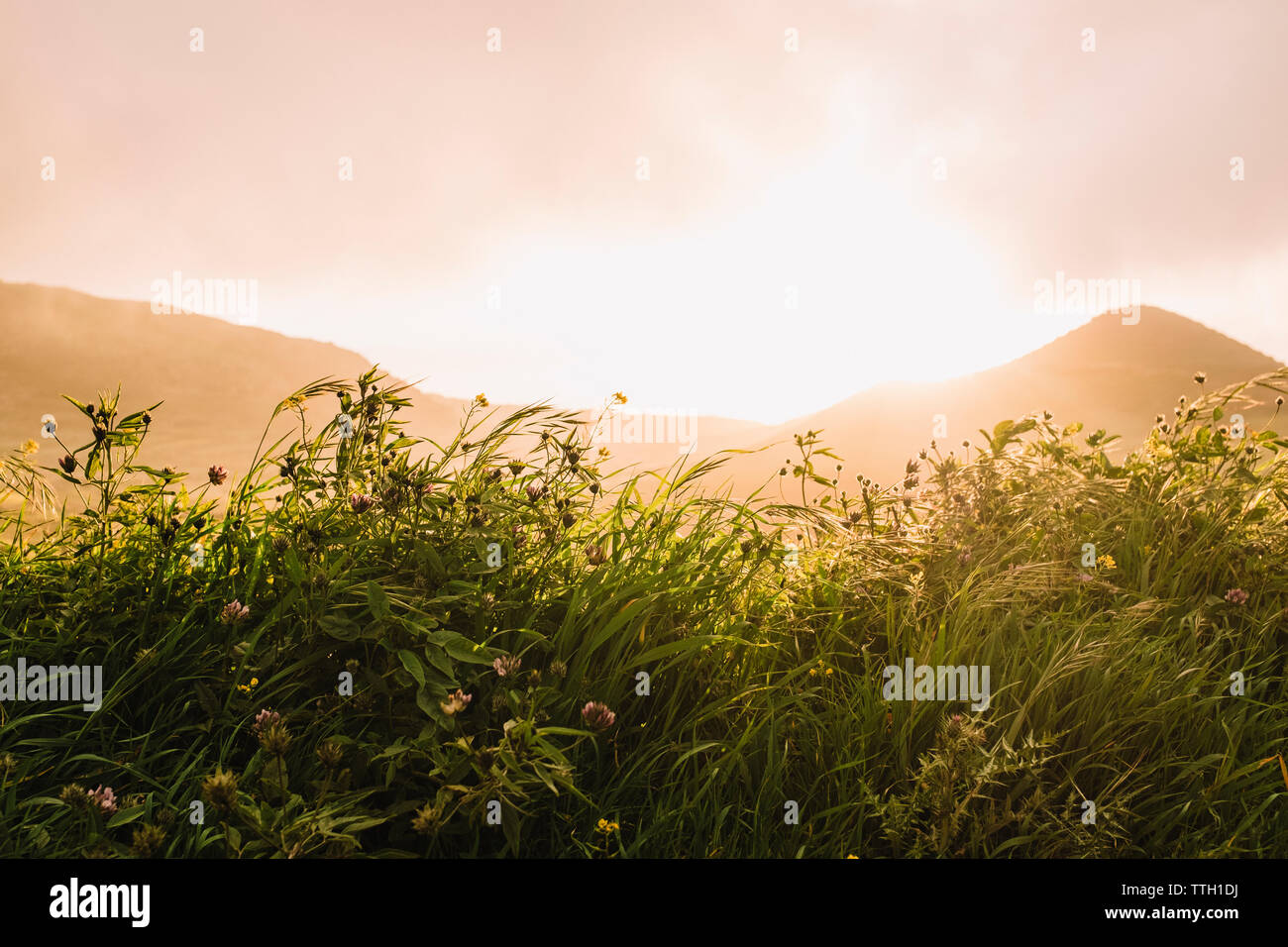 Chiudere retroilluminato di piante contro un cielo clody al tramonto Foto Stock