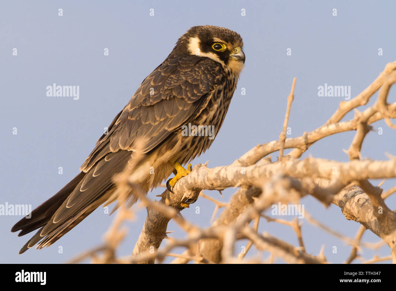 Eurasian Hobby (Falco Subbuteo®), la vista laterale di un bambino appollaiato su un ramo in Oman Foto Stock