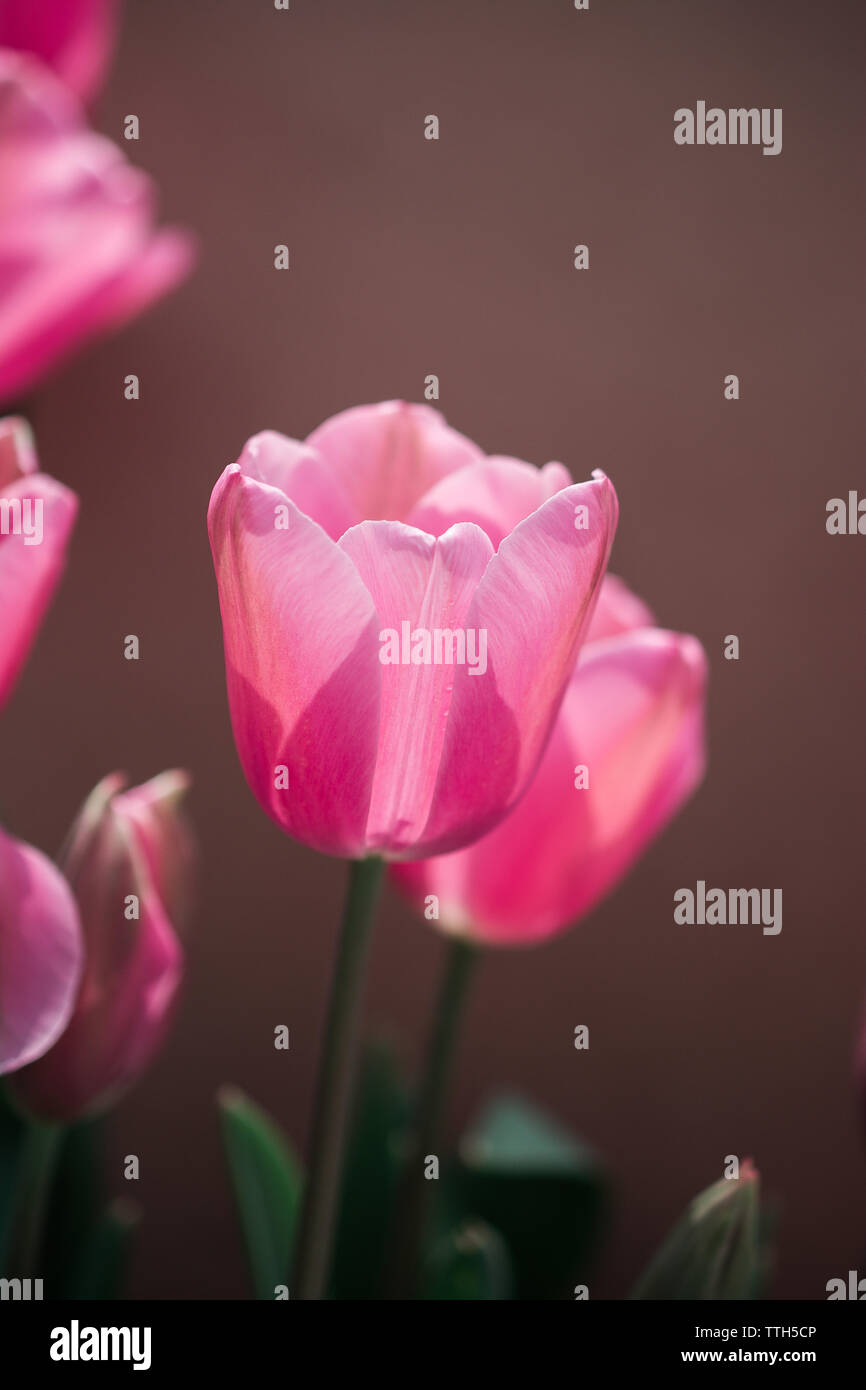 Tulipani bellissimo fiore nel campo floreale in primavera Foto Stock