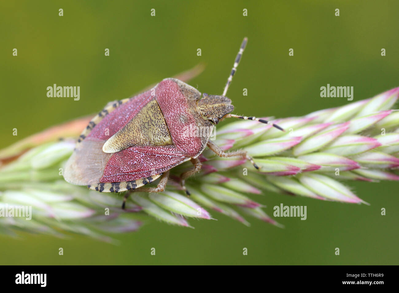 Sloe Bug Dolycoris baccarum a RSPB St Aidans Natura Park, nr Leeds, Regno Unito Foto Stock