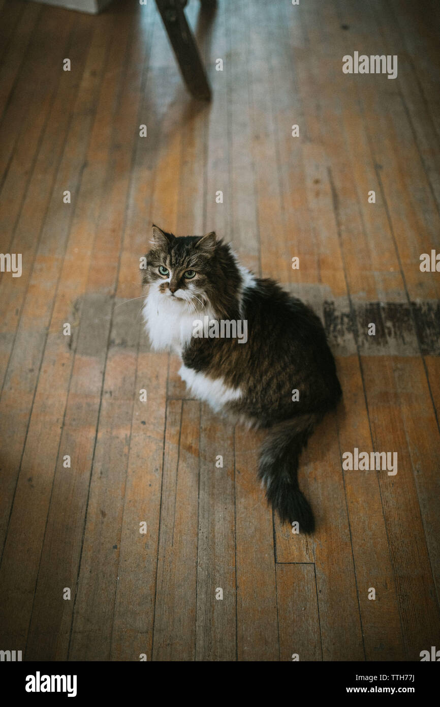 Capelli lunghi gatto seduto su un pavimento di legno Foto Stock