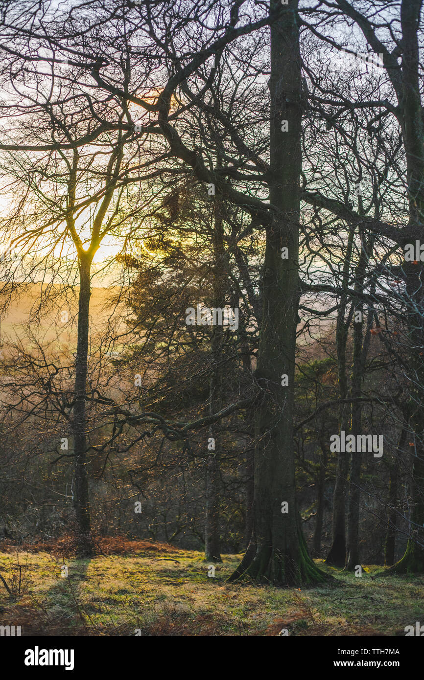 Tramonto dietro alberi sfrondato Foto Stock