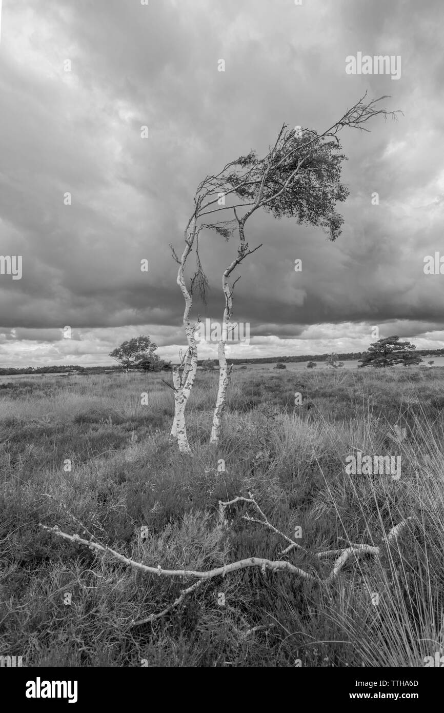 La brughiera di Studland Bay cercando in tutta verso la piscina porto in monocromia, Dorset, England, Regno Unito Foto Stock