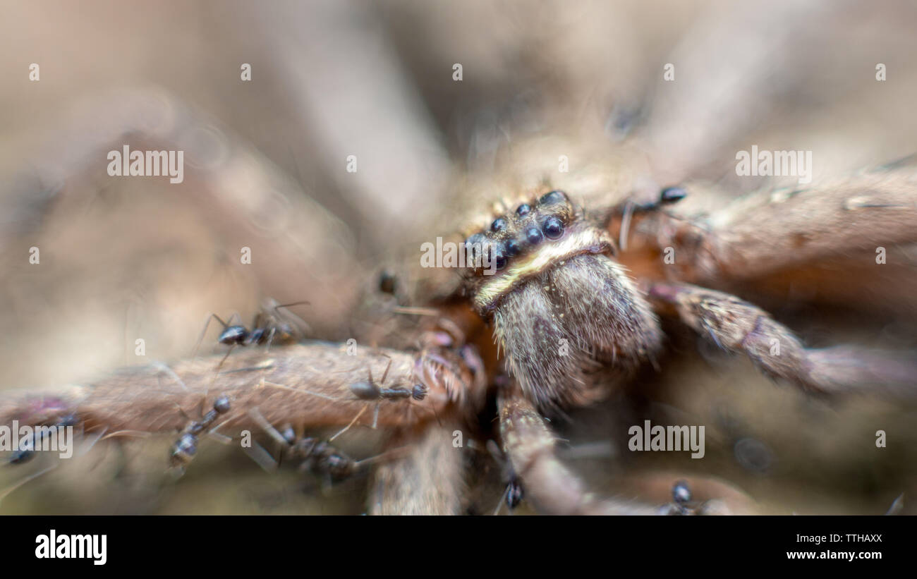 Macro di un gruppo di formiche che attacca e mangiare un gigantesco ragno granchio in montagna. Un sacco di piccole formiche trasportare ragno morto a nido per cibo Foto Stock