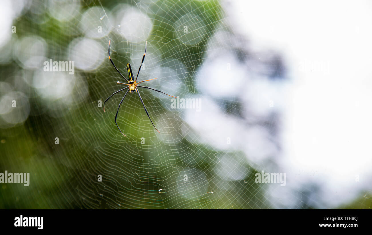 Un gigante femminile boschi crociera nelle foreste di montagna di Taipei, big gambe erano circa 15cm da punta a punta, Taiwan Foto Stock