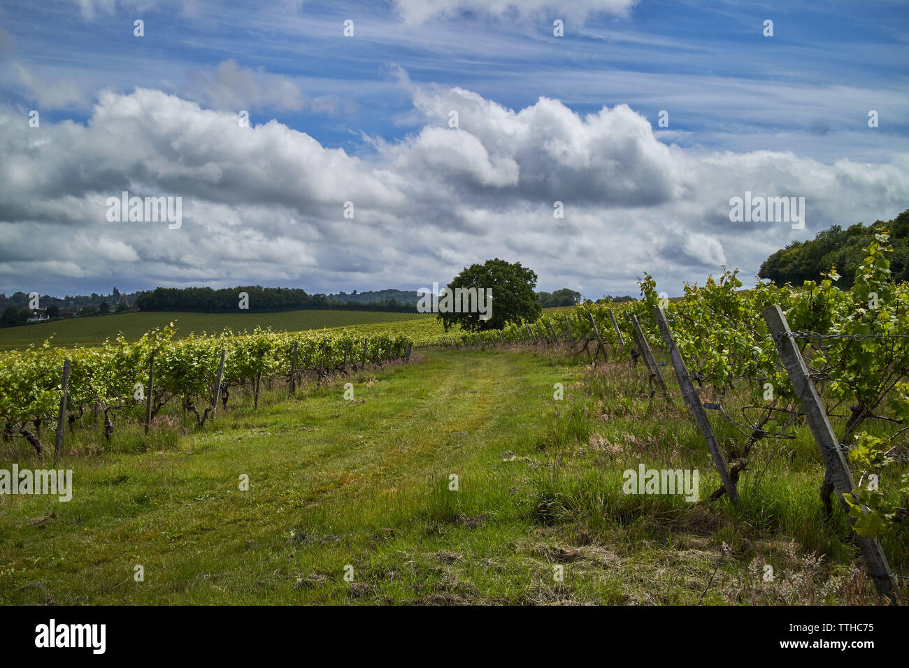 Incredibile vista verde di un vigneto su un soleggiato ma giorno nuvoloso. Foto Stock