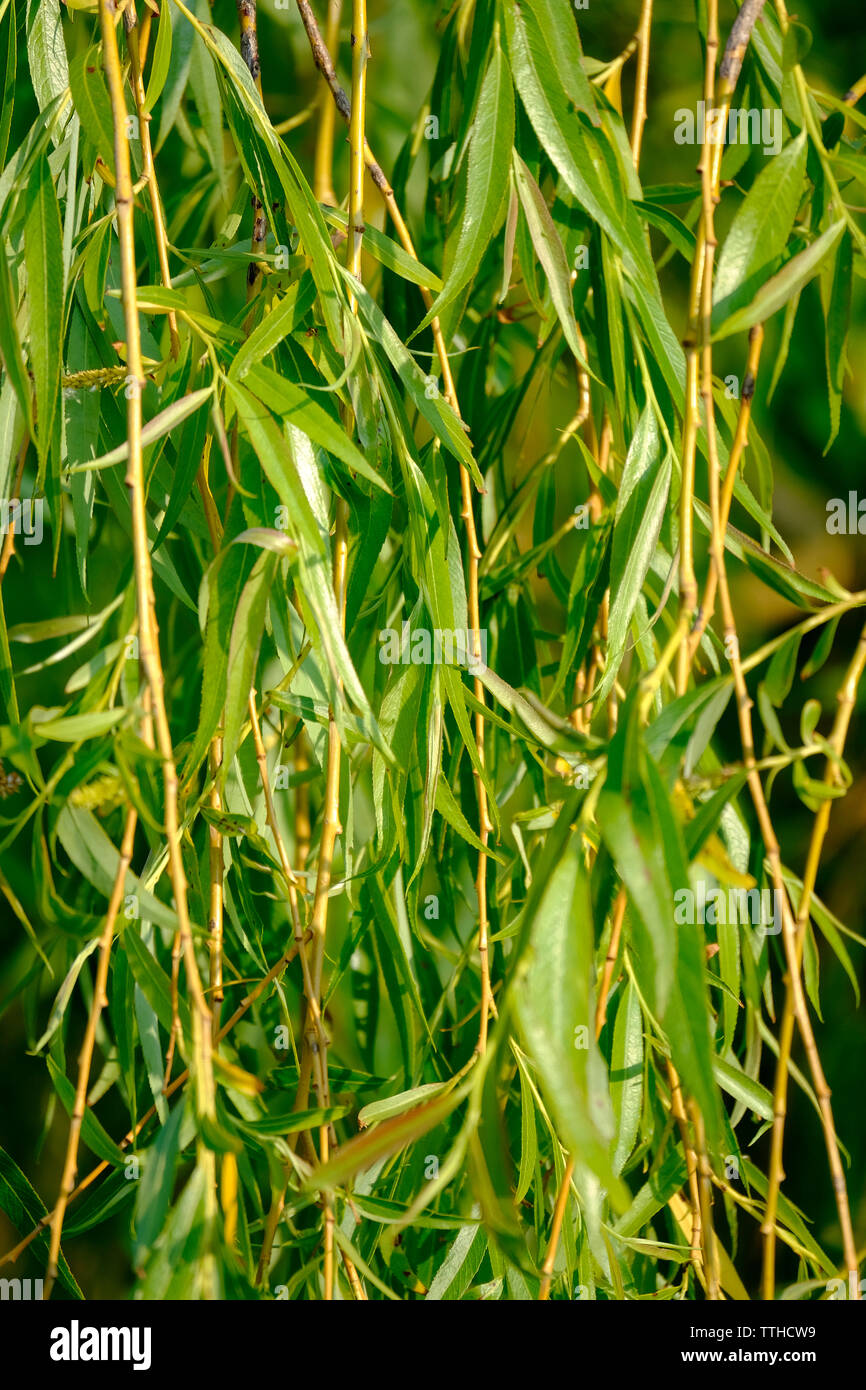 Soleggiato salice piangente tree (Salix babylonica) succursali a inizio estate nel Regno Unito Foto Stock