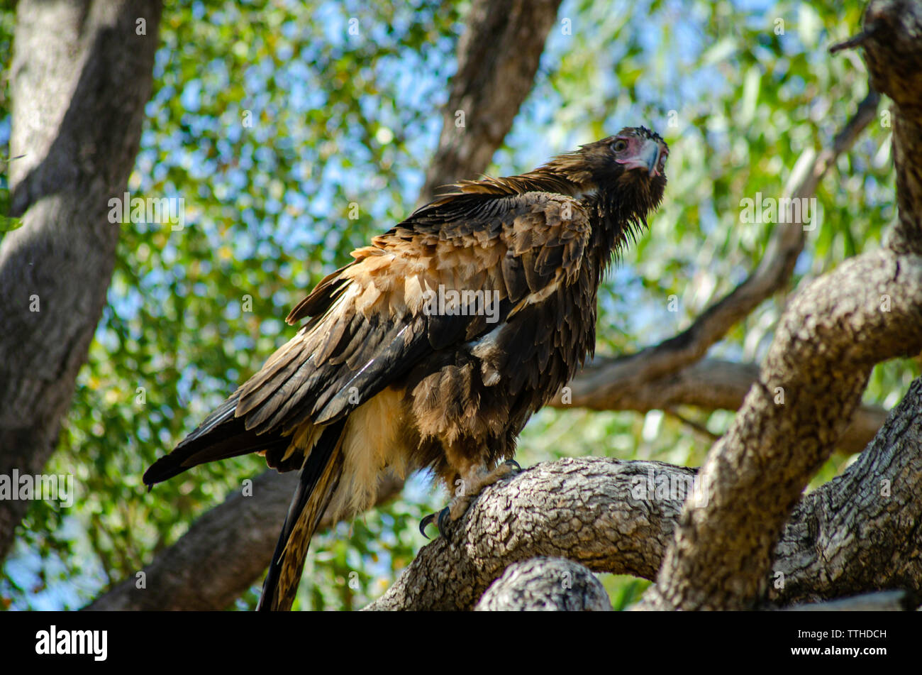 Un cuneo-tail Eagle posatoi in una struttura ad albero Foto Stock