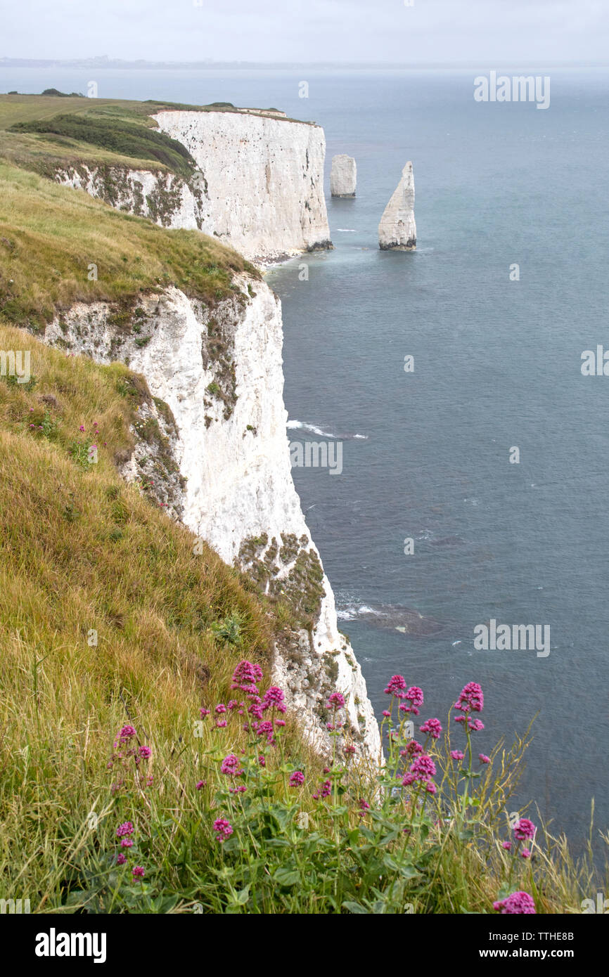 I Pinnacoli al punto Handfast, Isle of Purbeck, Jurassic Coast, un sito Patrimonio Mondiale dell'UNESCO nel Dorset, England, Regno Unito Foto Stock
