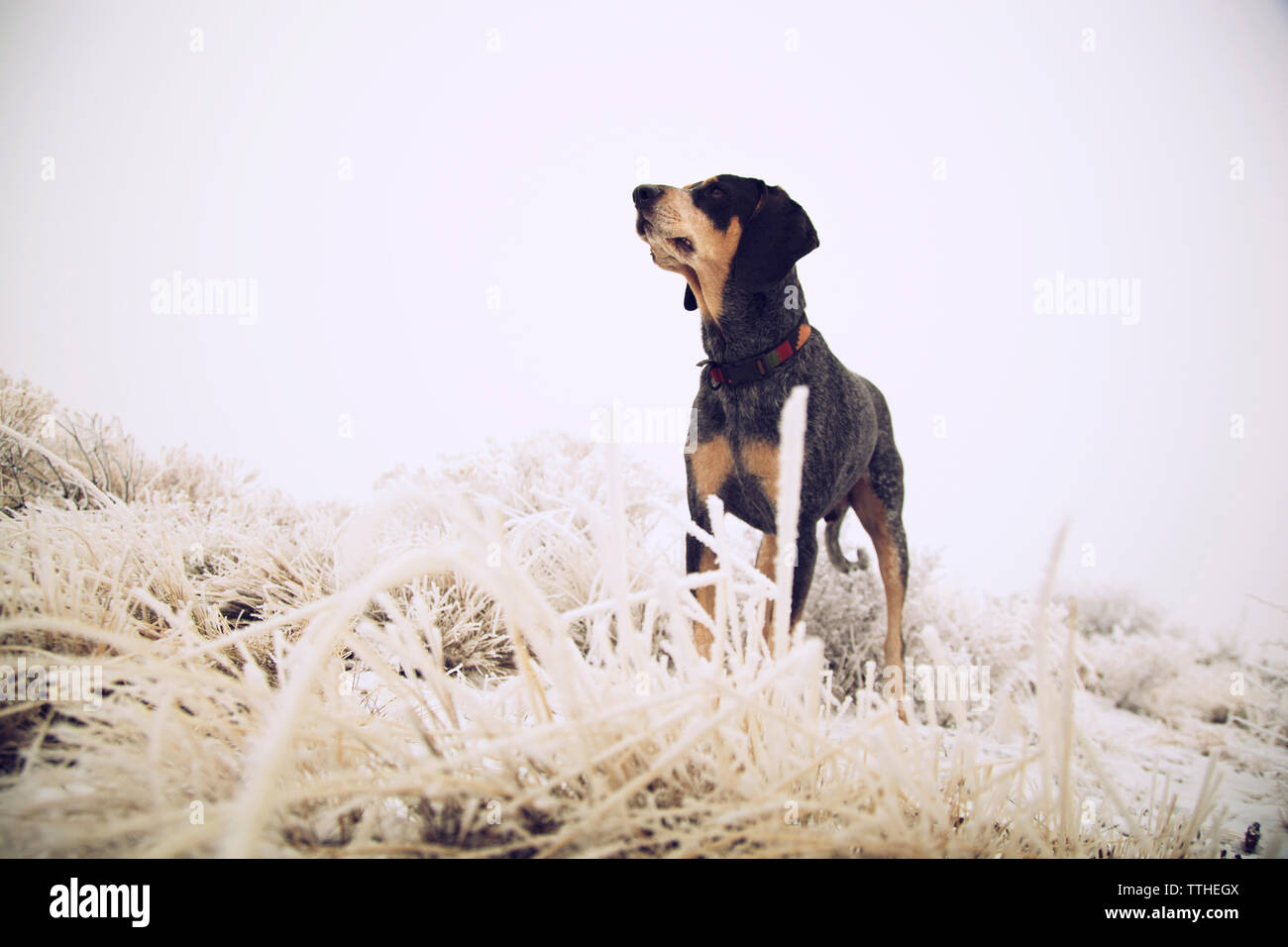 Cane nero in piedi in mezzo congelati erba sul campo Foto Stock