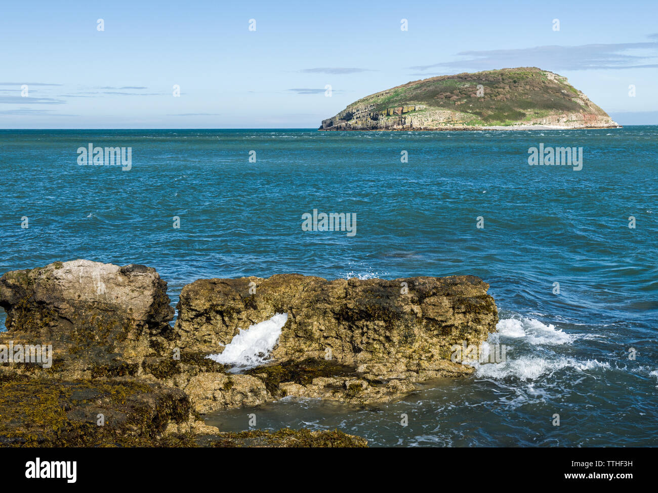 Puffin isola al largo della costa di Anglesey vicino Penmon sulla costa sud est, il Galles del Nord Foto Stock