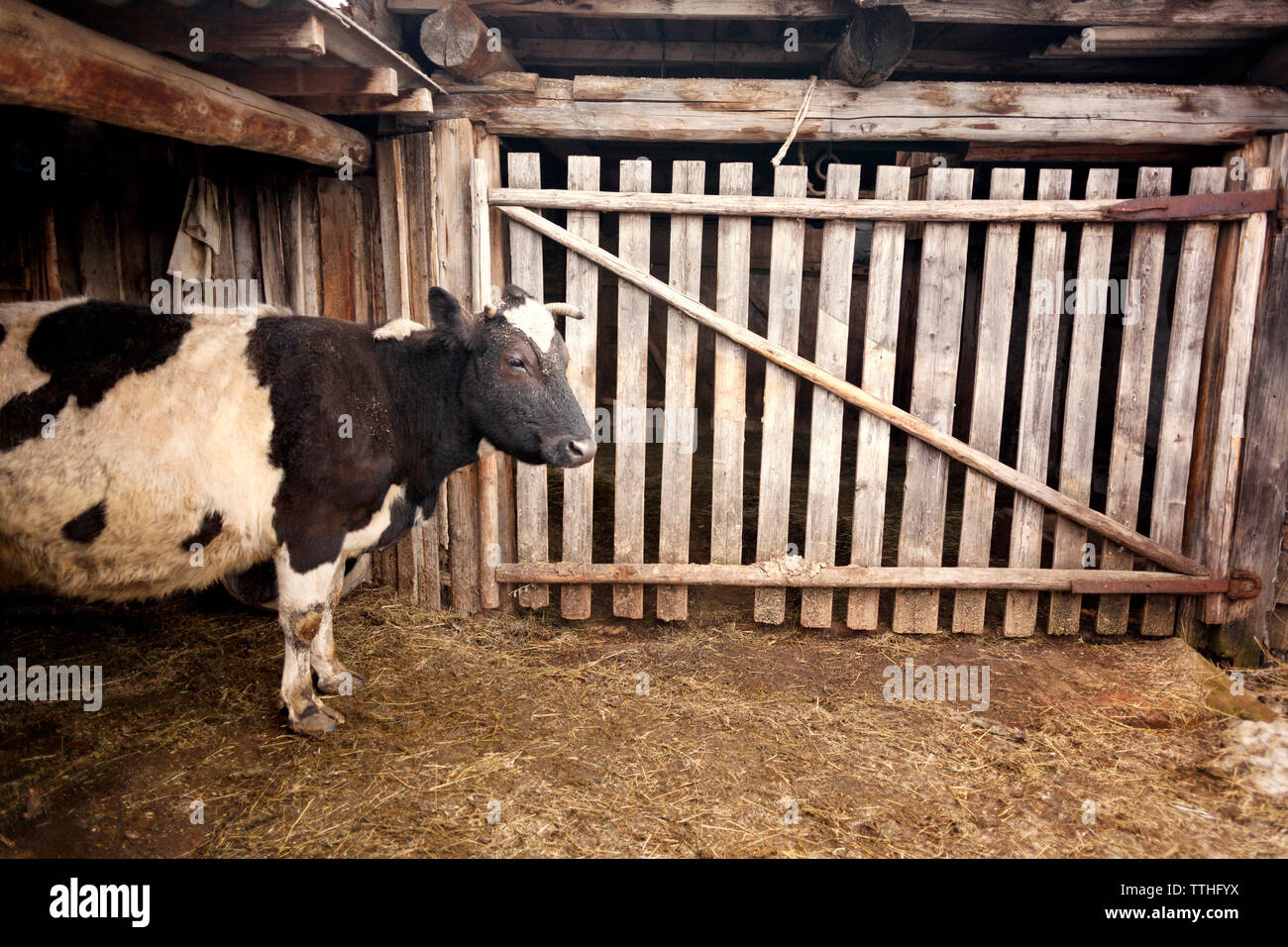 Mucca in piedi nel fienile Foto Stock