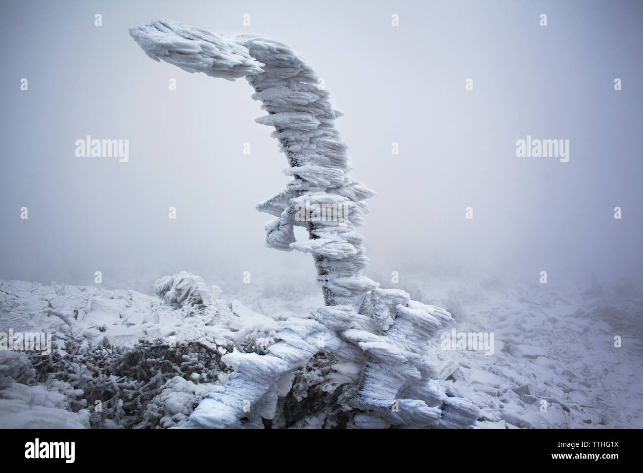 Coperta di neve impianto sul campo Foto Stock